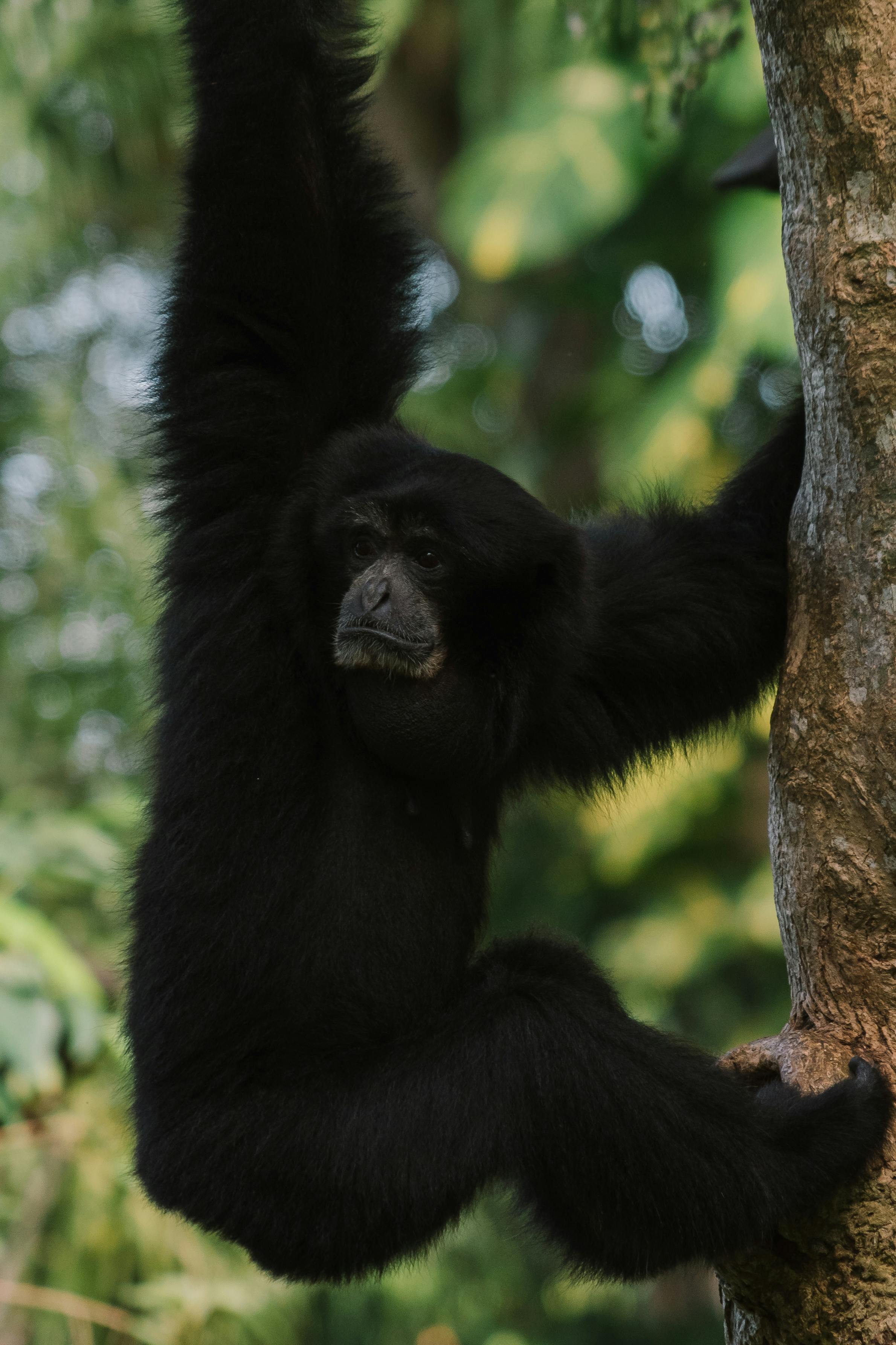Siamang gibbon (placeholder maybe)